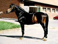 Nansen